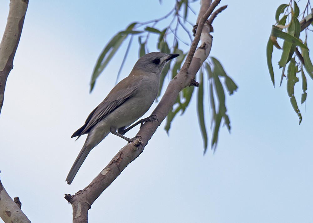 Gray Shrikethrush - ML95447291
