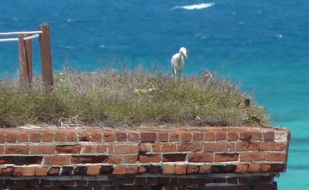 Western Cattle Egret - ML95448731