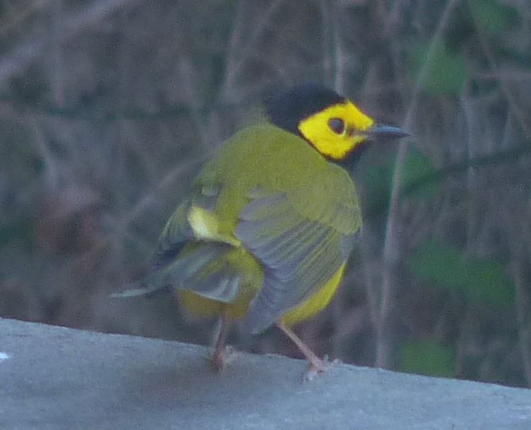 Hooded Warbler - ML95448791