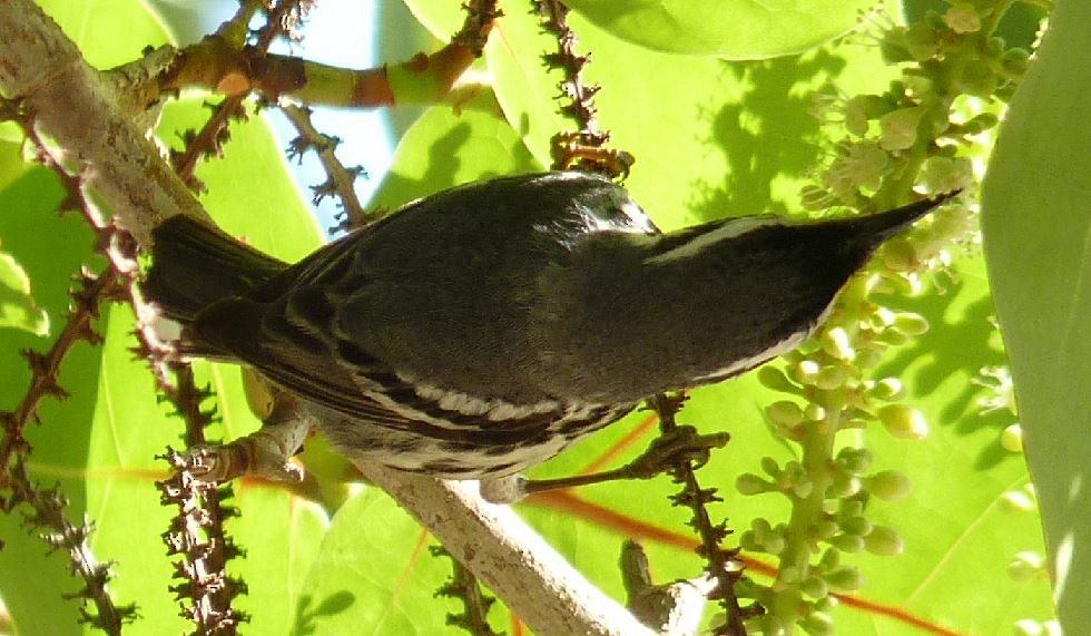 Yellow-throated Warbler (dominica/stoddardi) - ML95449271