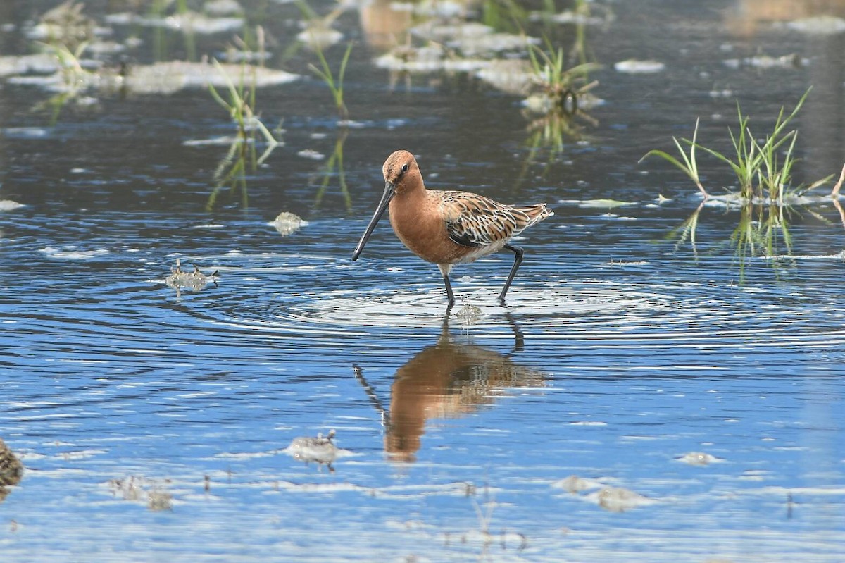 Asian Dowitcher - ML95450621