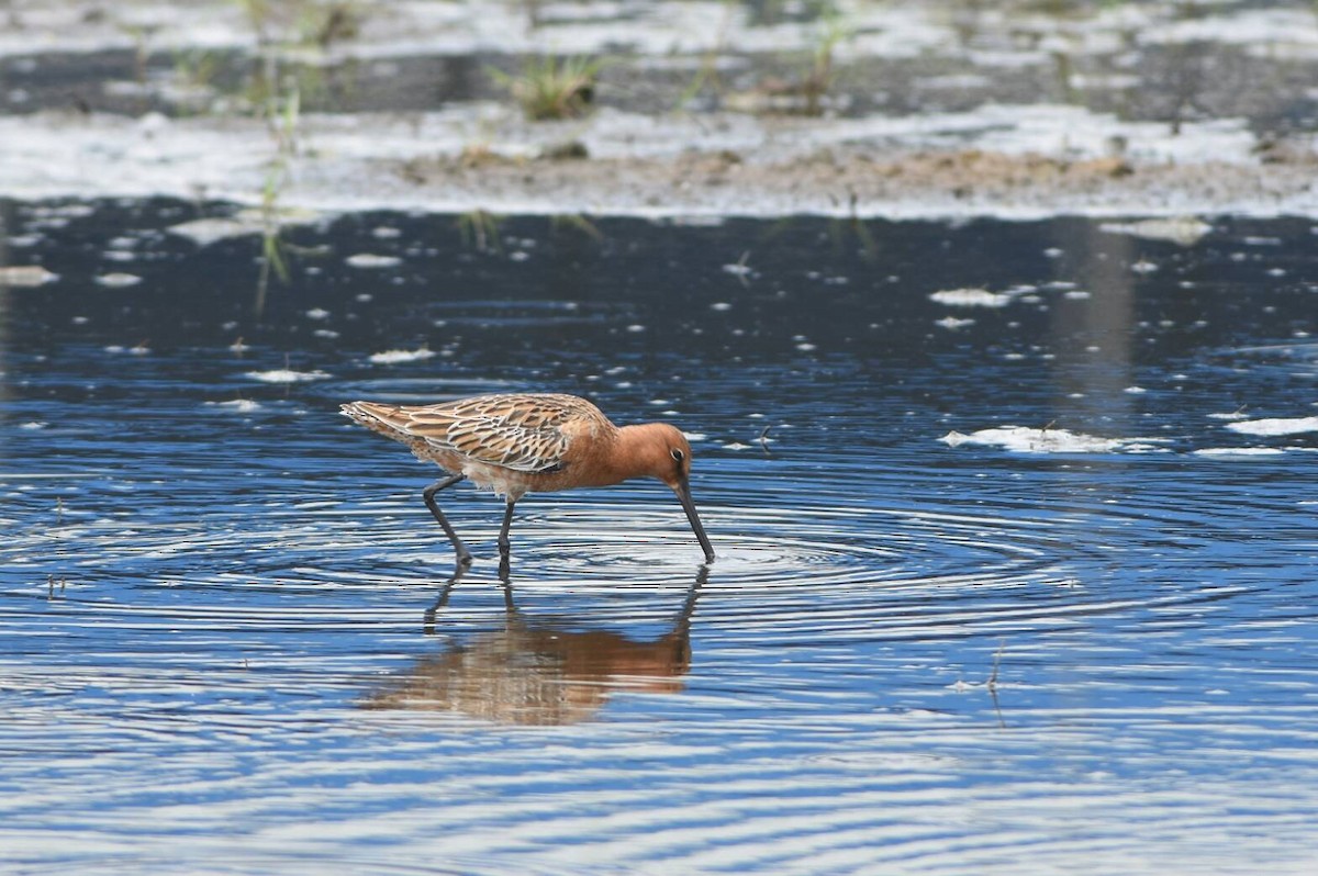 Asian Dowitcher - ML95450661
