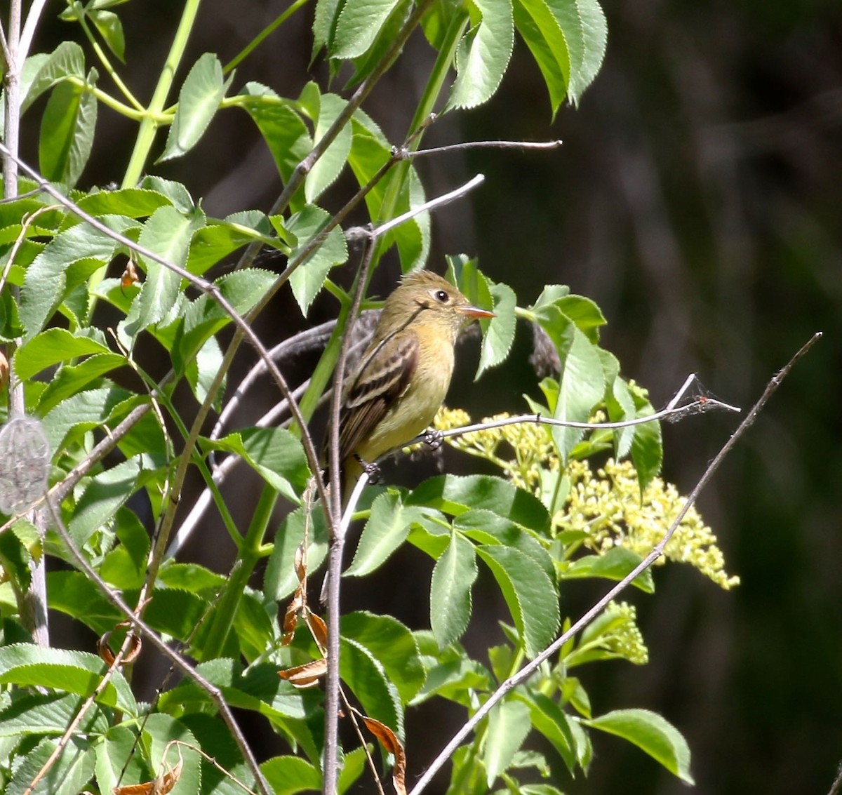 Western Flycatcher (Pacific-slope) - ML95456251