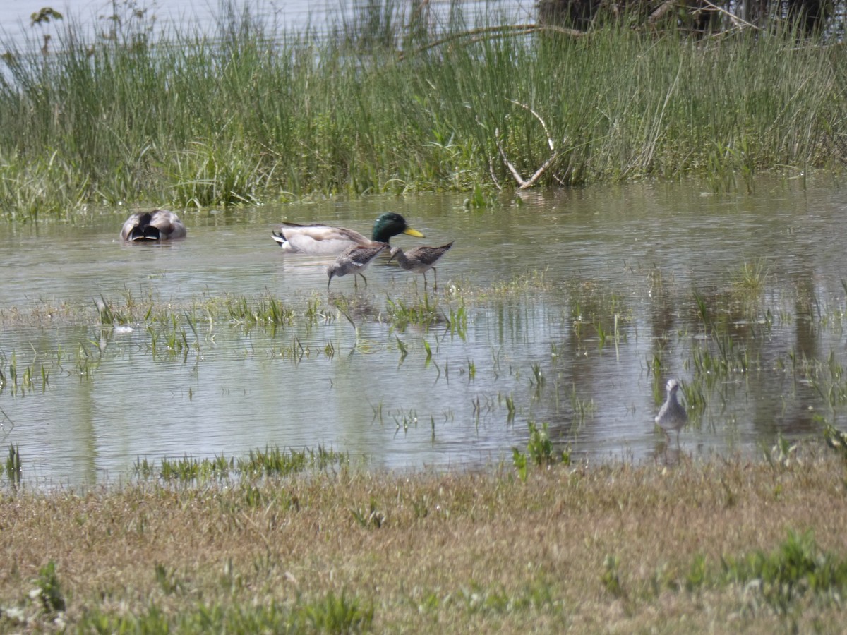 Lesser Yellowlegs - ML95456341