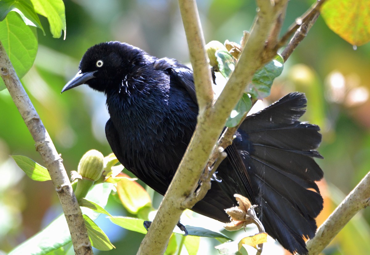 Greater Antillean Grackle - ML95456621