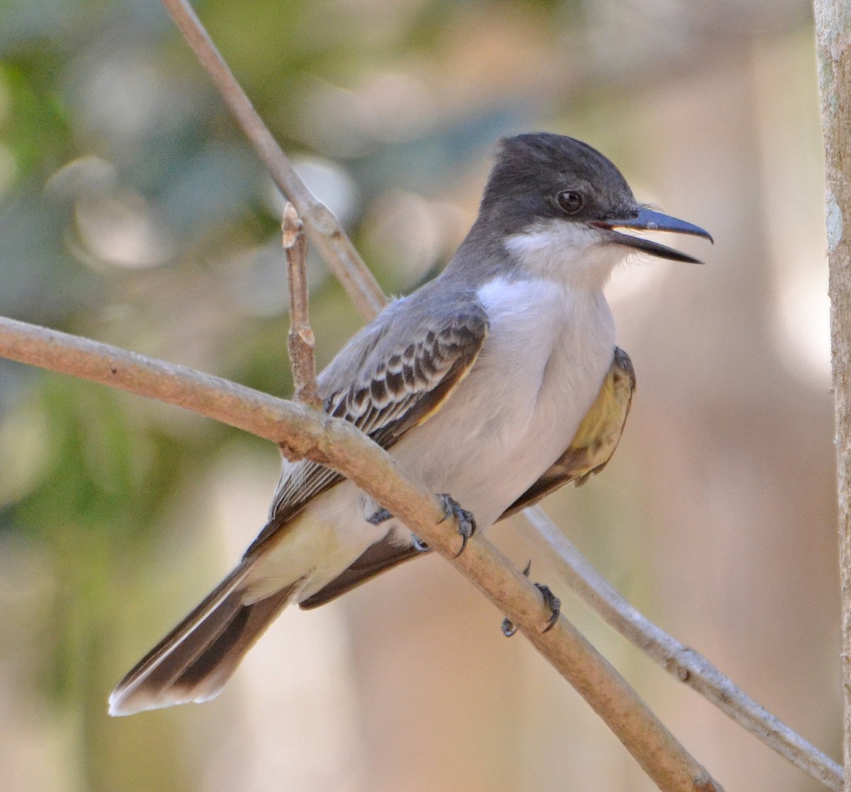 Loggerhead Kingbird - ML95456651