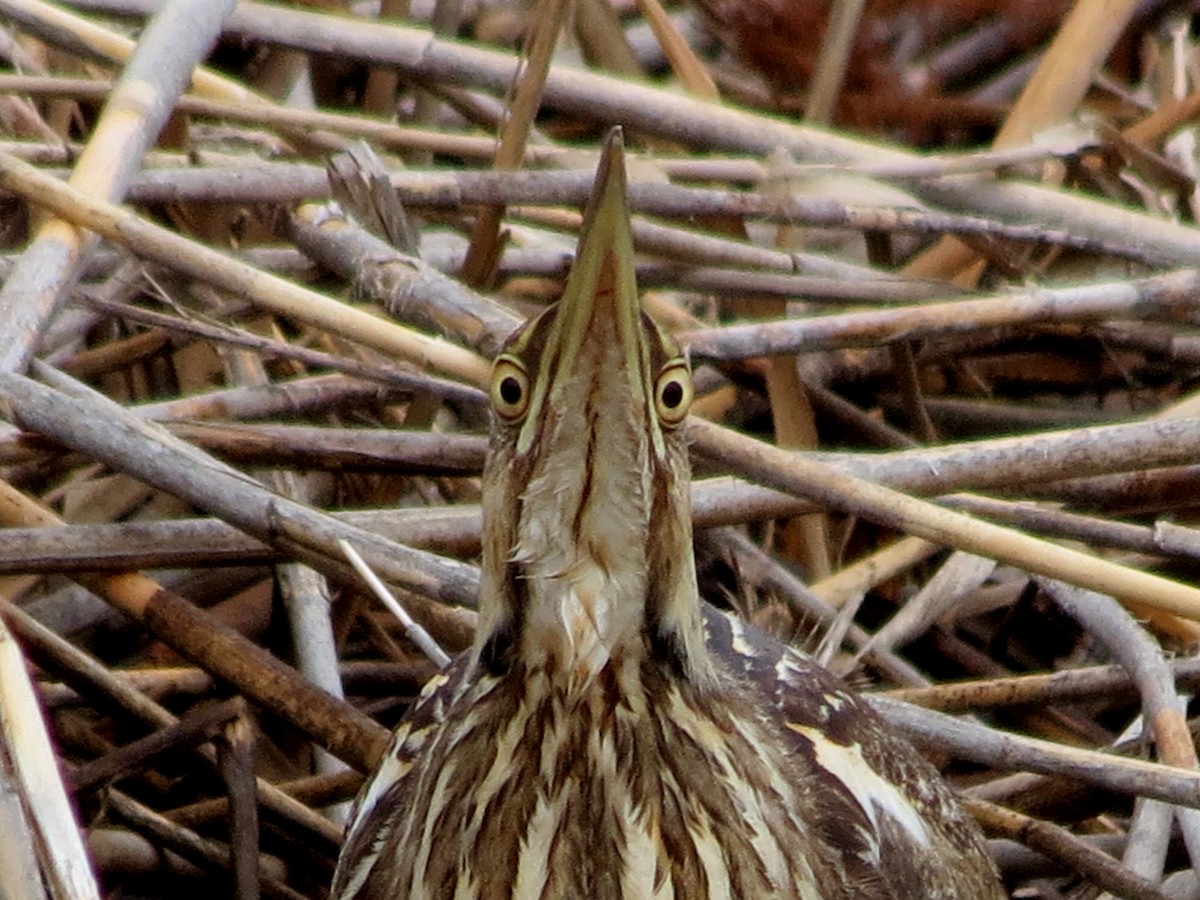 American Bittern - Tim Carney