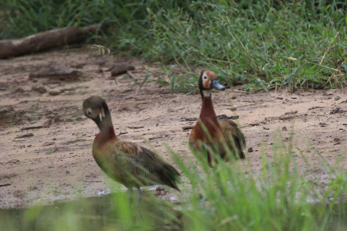 White-faced Whistling-Duck - ML95458291