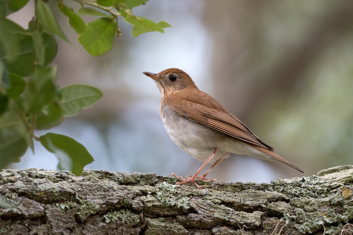 Veery - ML95461181