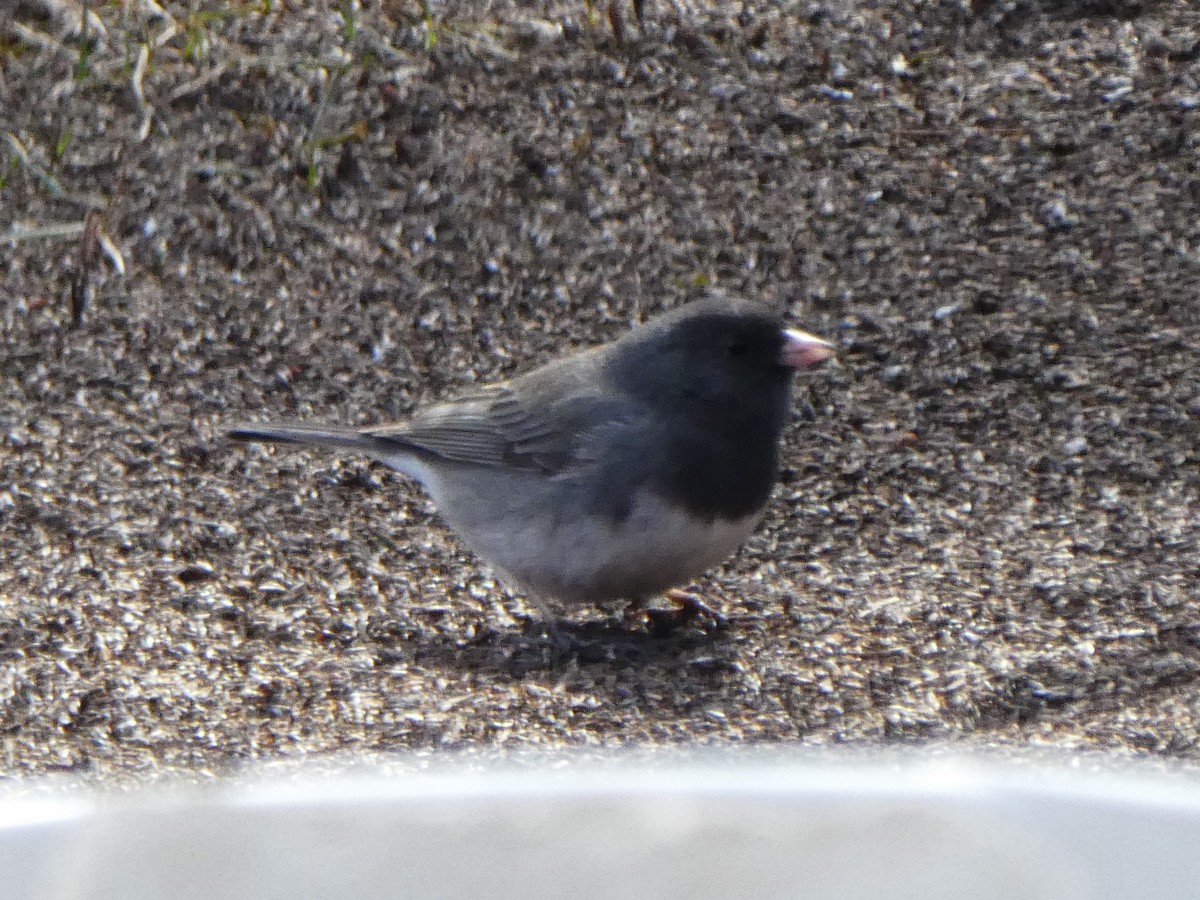 vinterjunko (cismontanus) - ML95461591