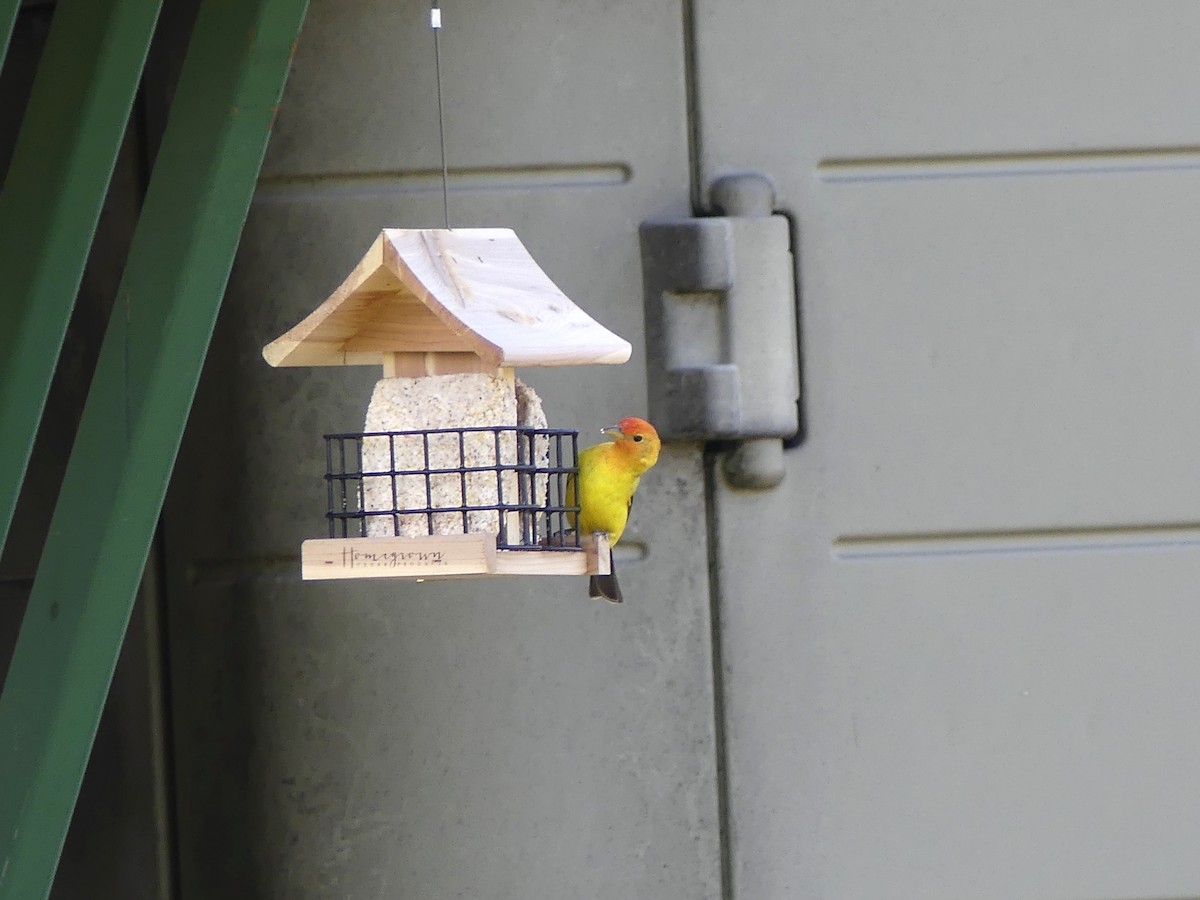 Western Tanager - ML95461751