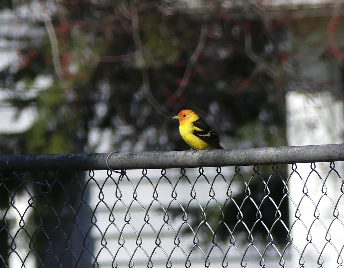 Western Tanager - ML95461841