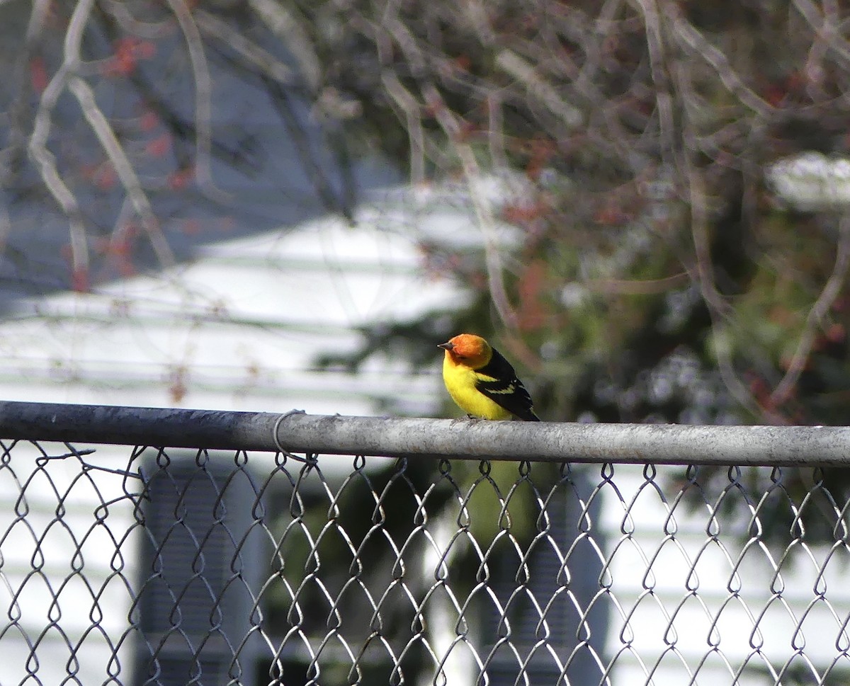 Western Tanager - ML95462151