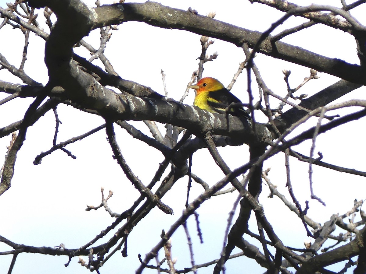 Western Tanager - ML95462161