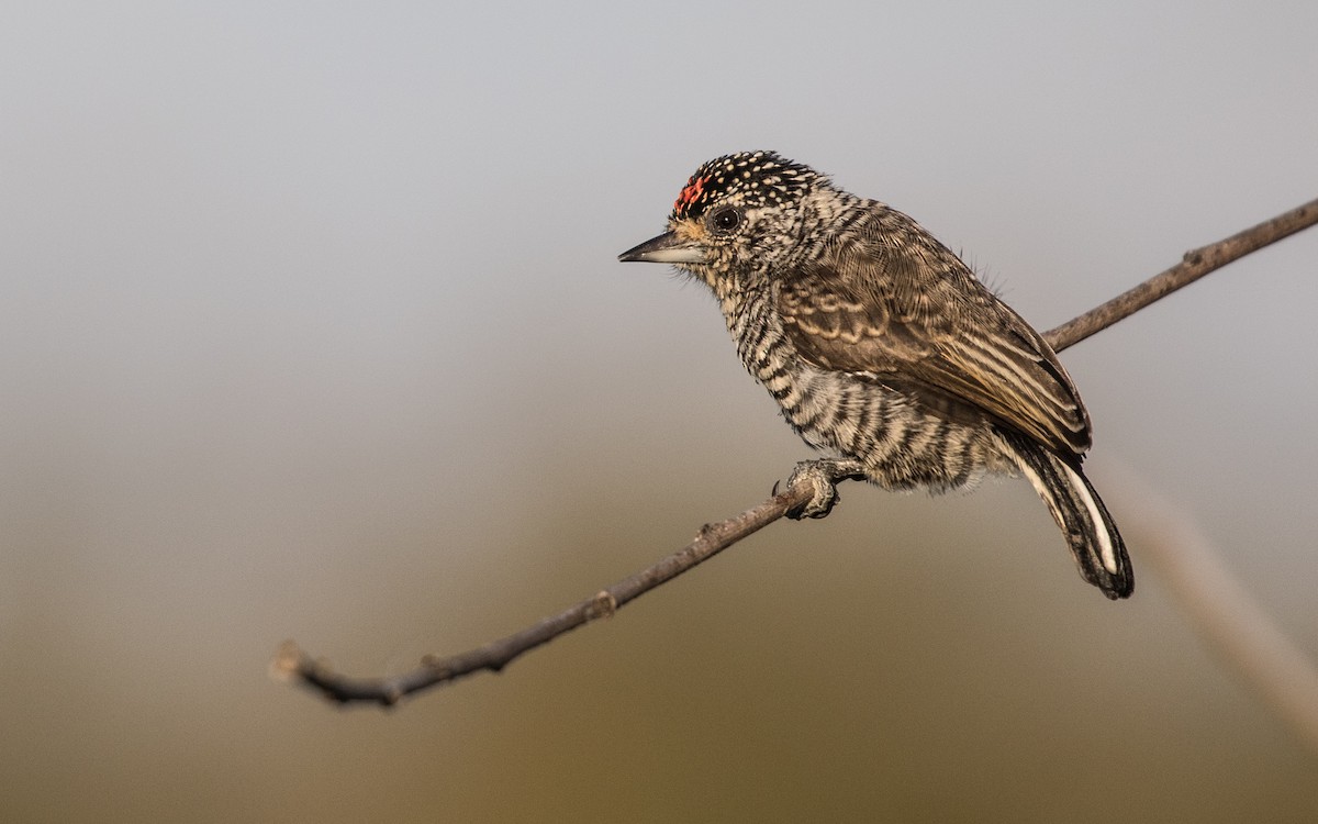 White-barred Piculet - ML95462751