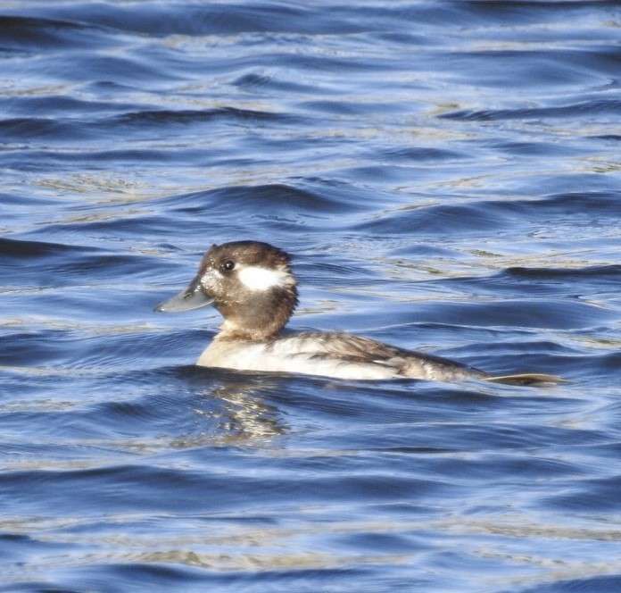 Bufflehead - Diane Roberts