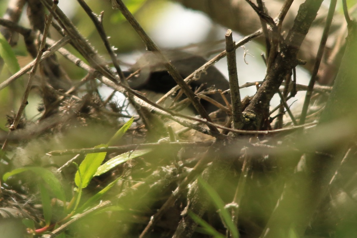 Pie-grièche migratrice - ML95466591