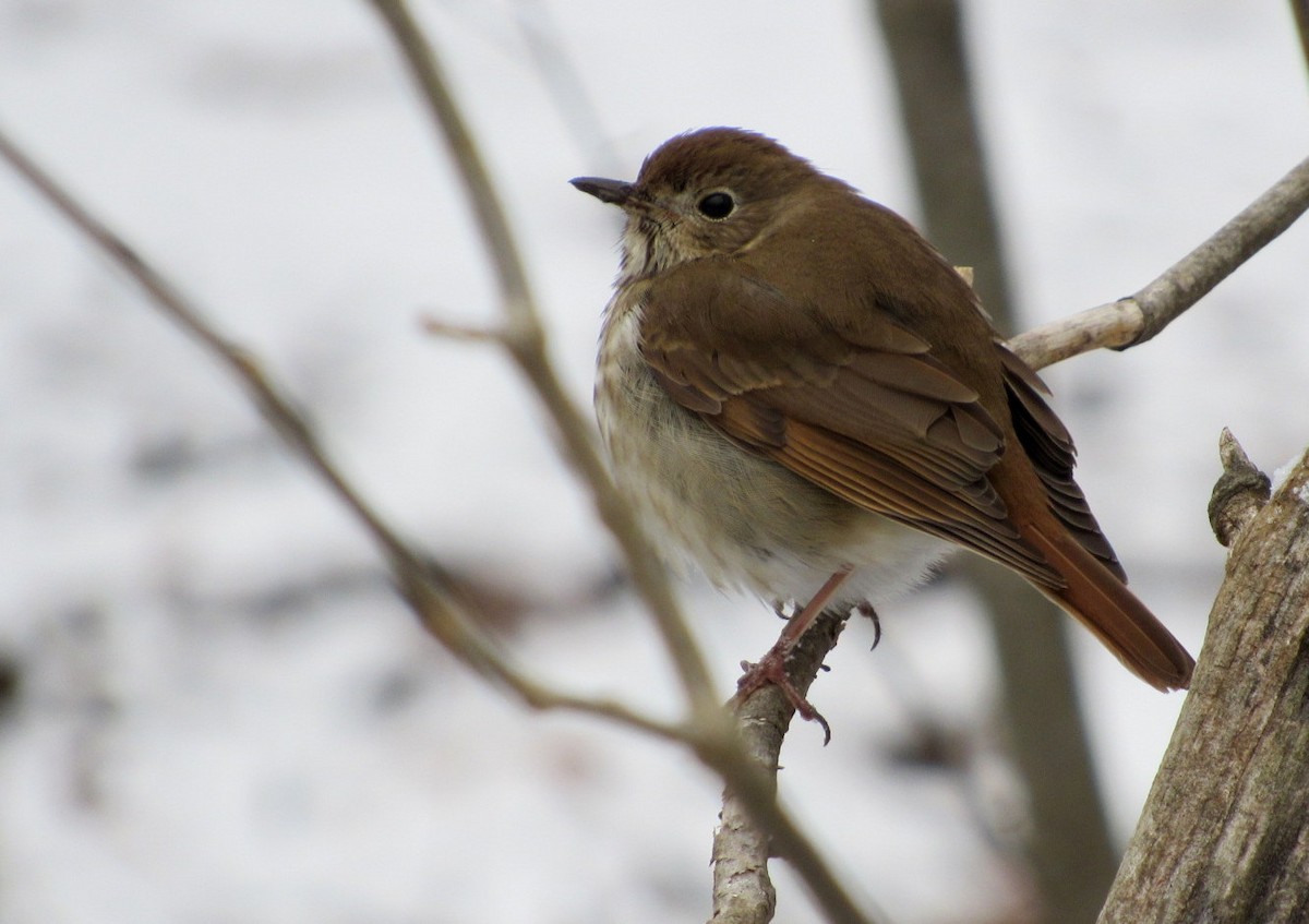 Hermit Thrush - ML95467041