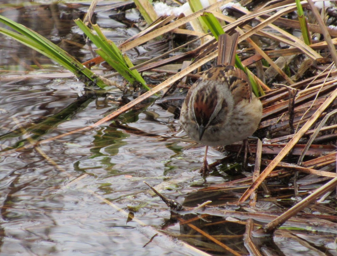 Swamp Sparrow - ML95467211