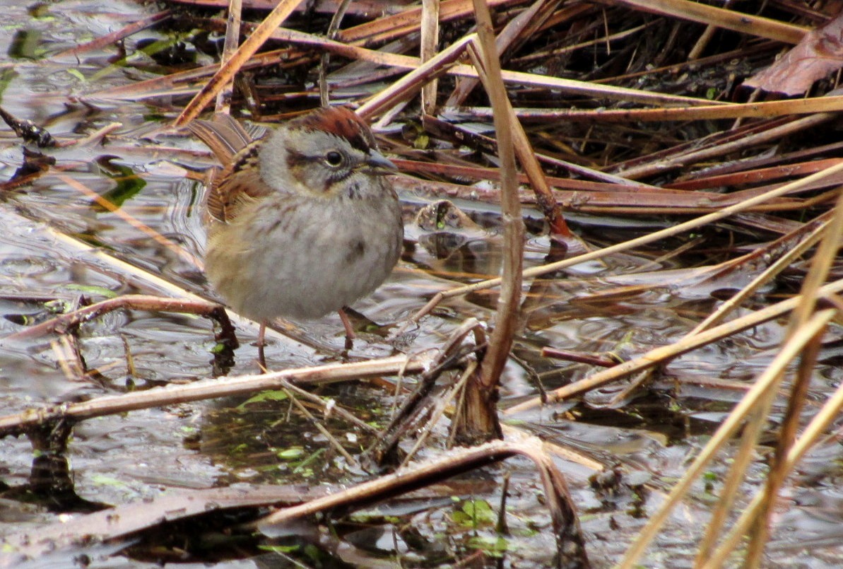 Swamp Sparrow - ML95467231