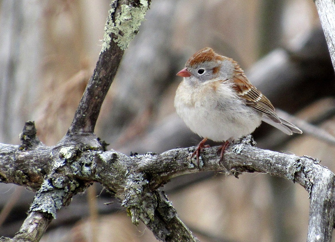 Field Sparrow - ML95467331