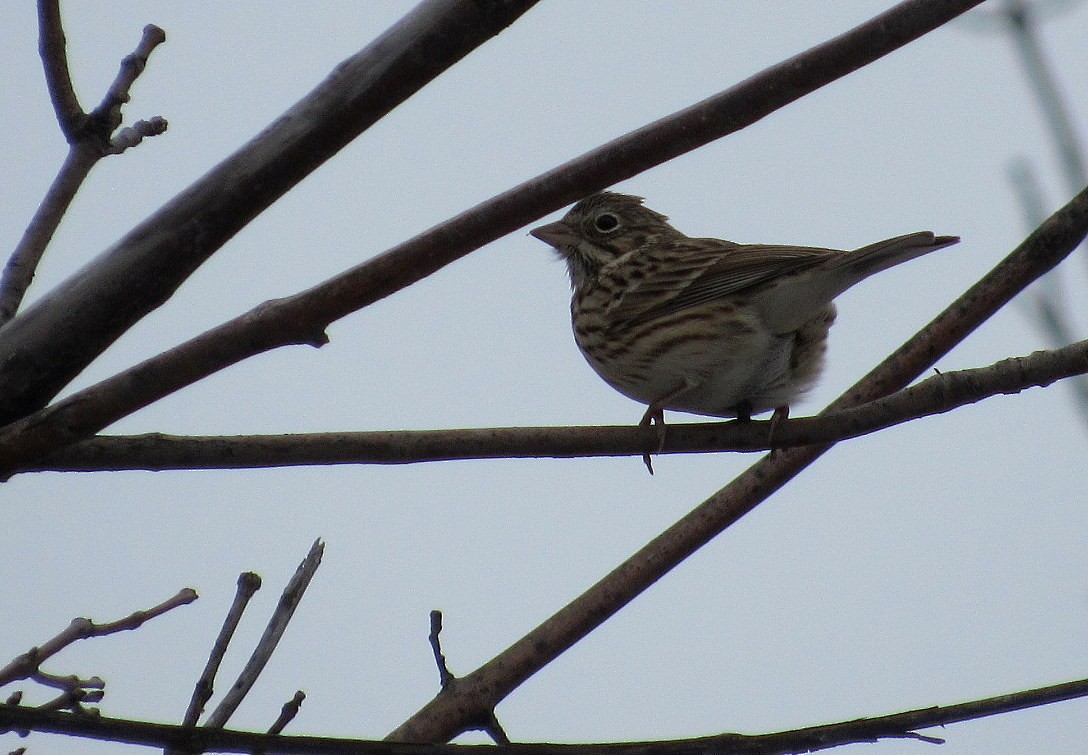 Vesper Sparrow - ML95467491