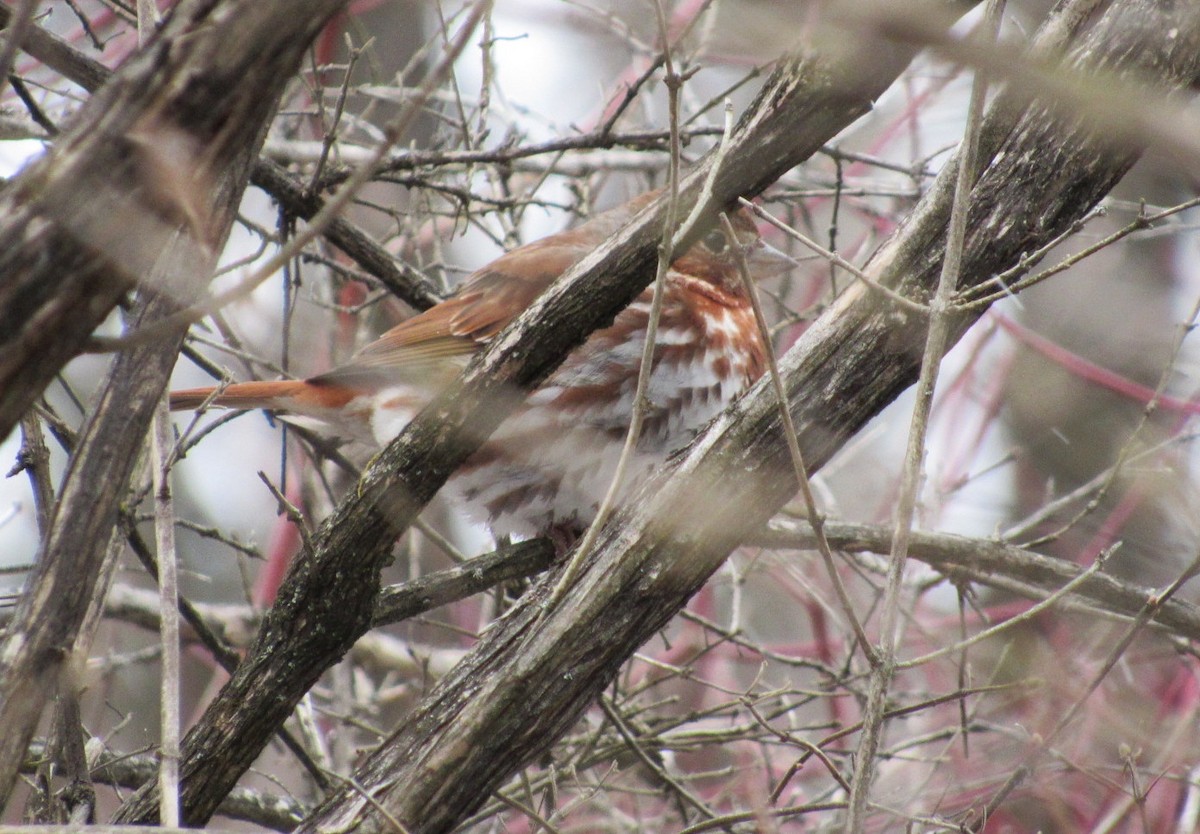 Fox Sparrow (Red) - ML95467501