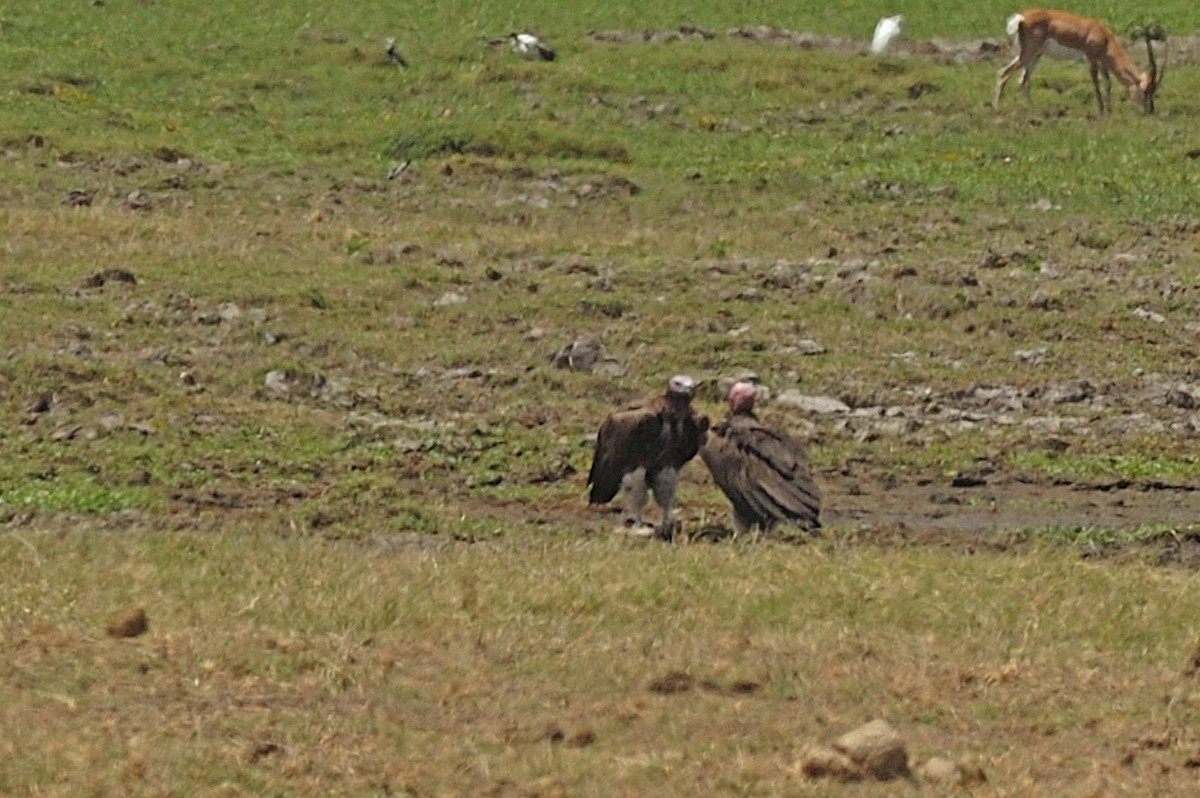 Lappet-faced Vulture - ML95469211