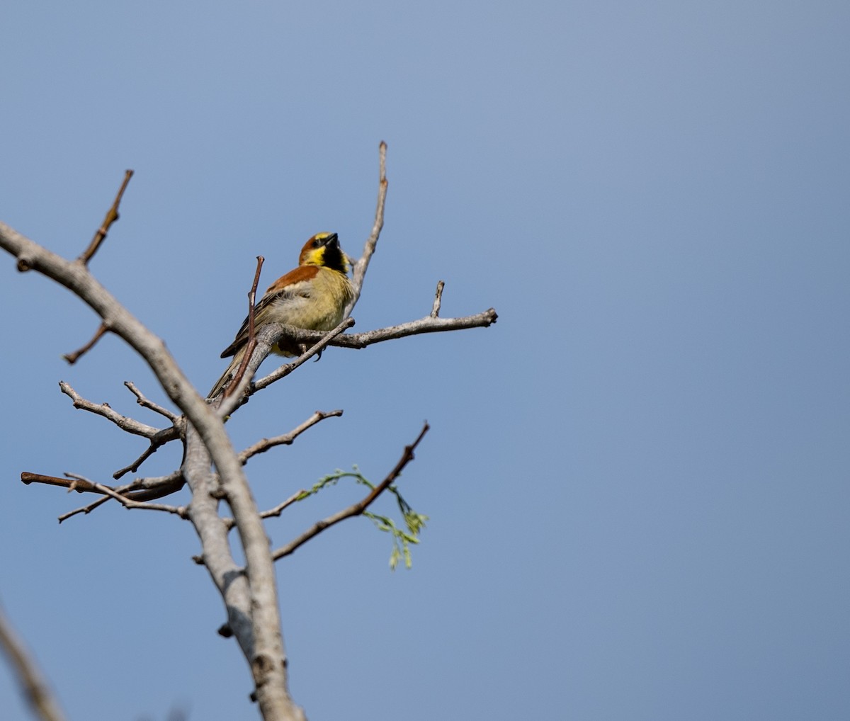 Plain-backed Sparrow - ML95470701