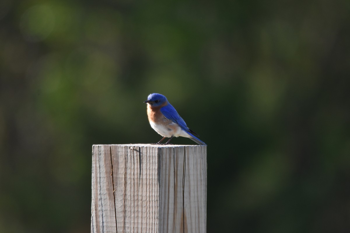 Eastern Bluebird - ML95472531