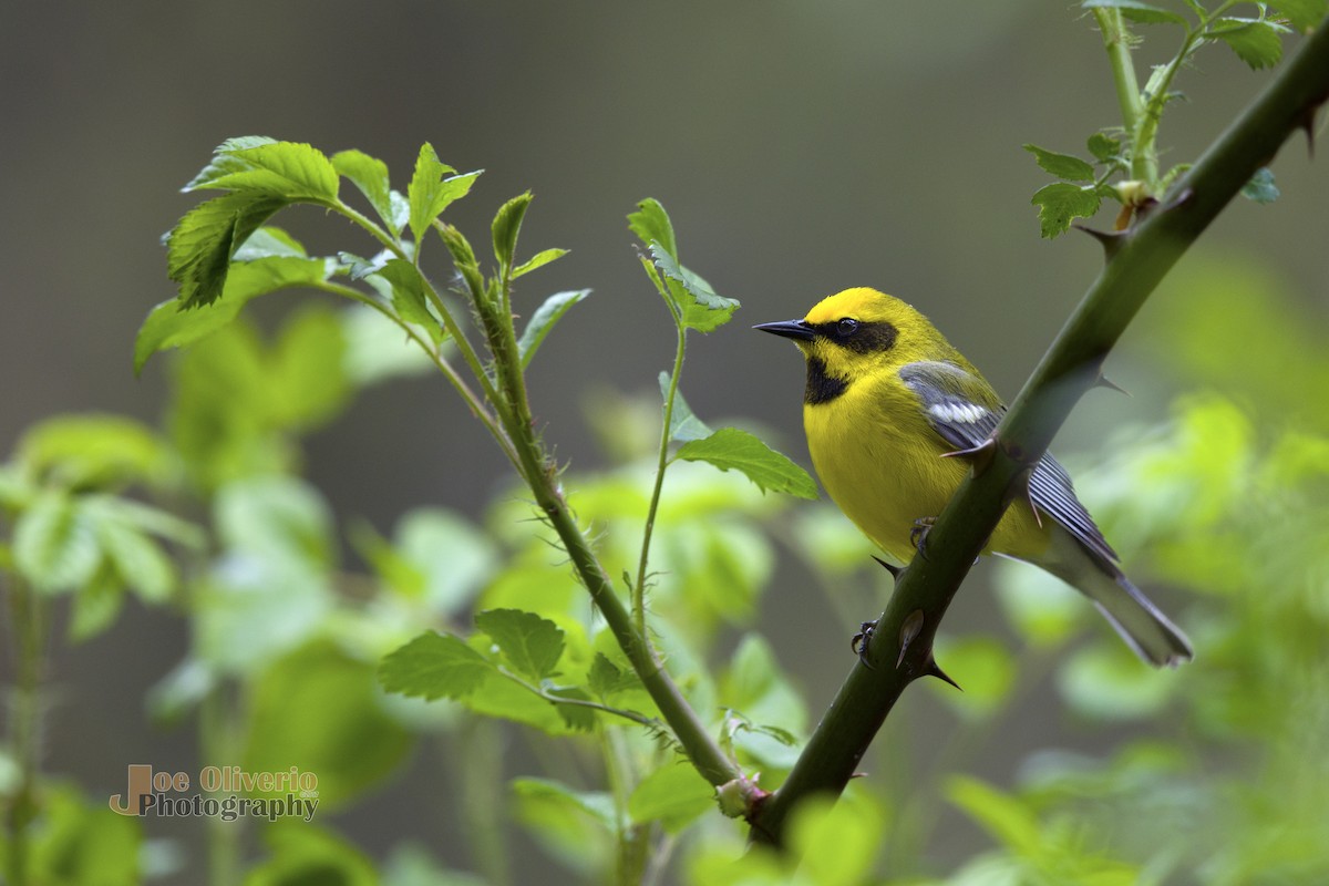 Lawrence's Warbler (hybrid) - ML95472901