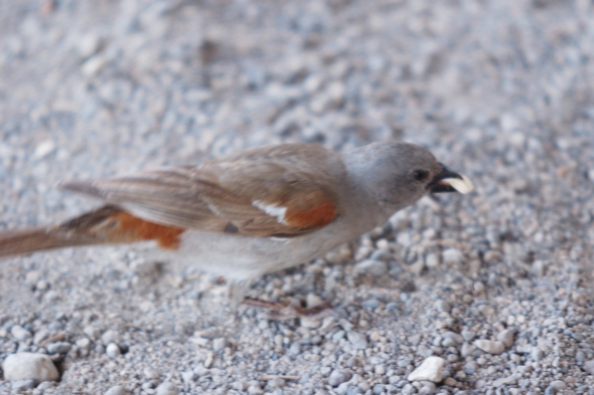 Northern Gray-headed Sparrow - ML95474161