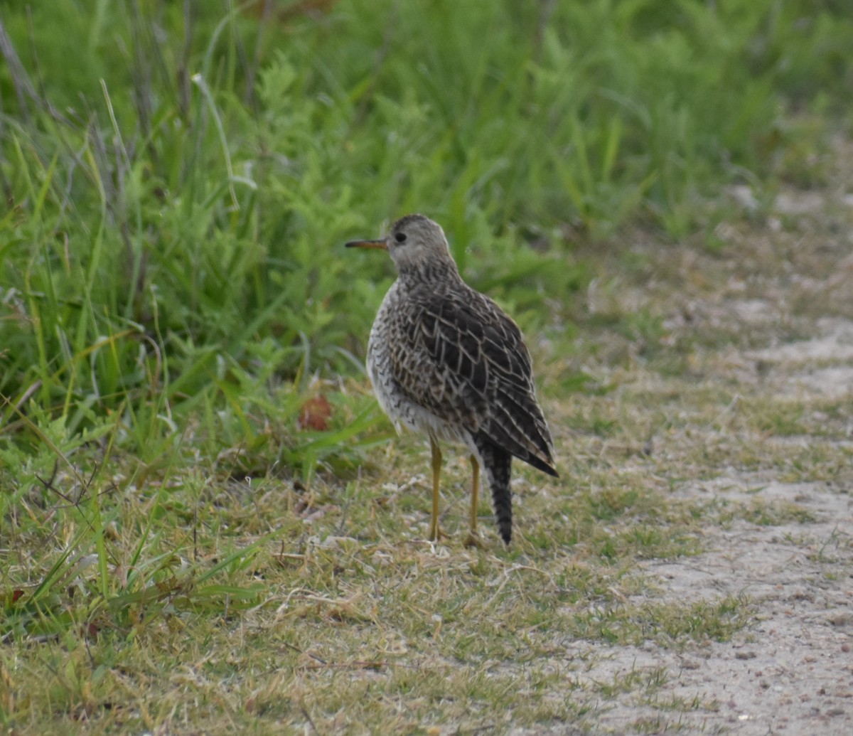 Upland Sandpiper - ML95474171