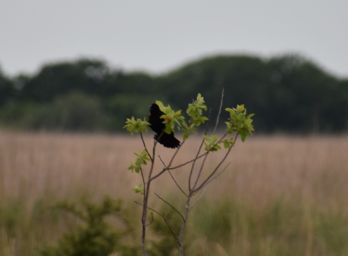 Red-winged Blackbird - ML95474571