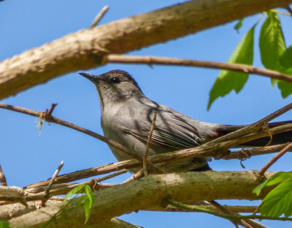 Gray Catbird - ML95474881