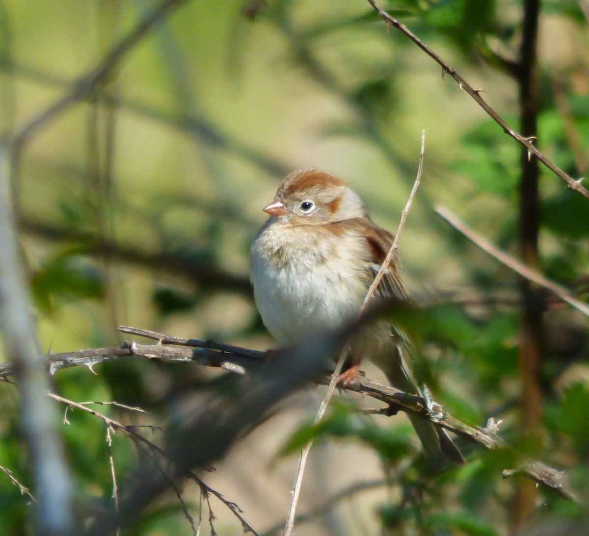 Field Sparrow - ML95475241