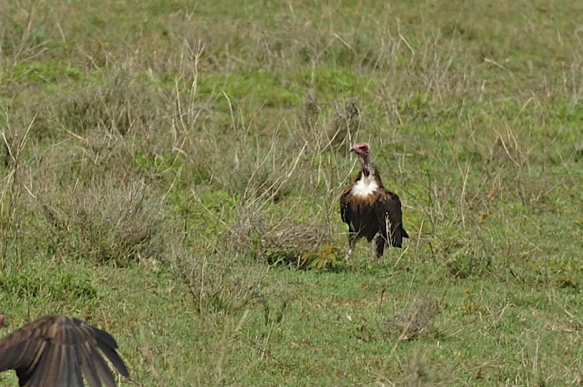 Hooded Vulture - ML95475941