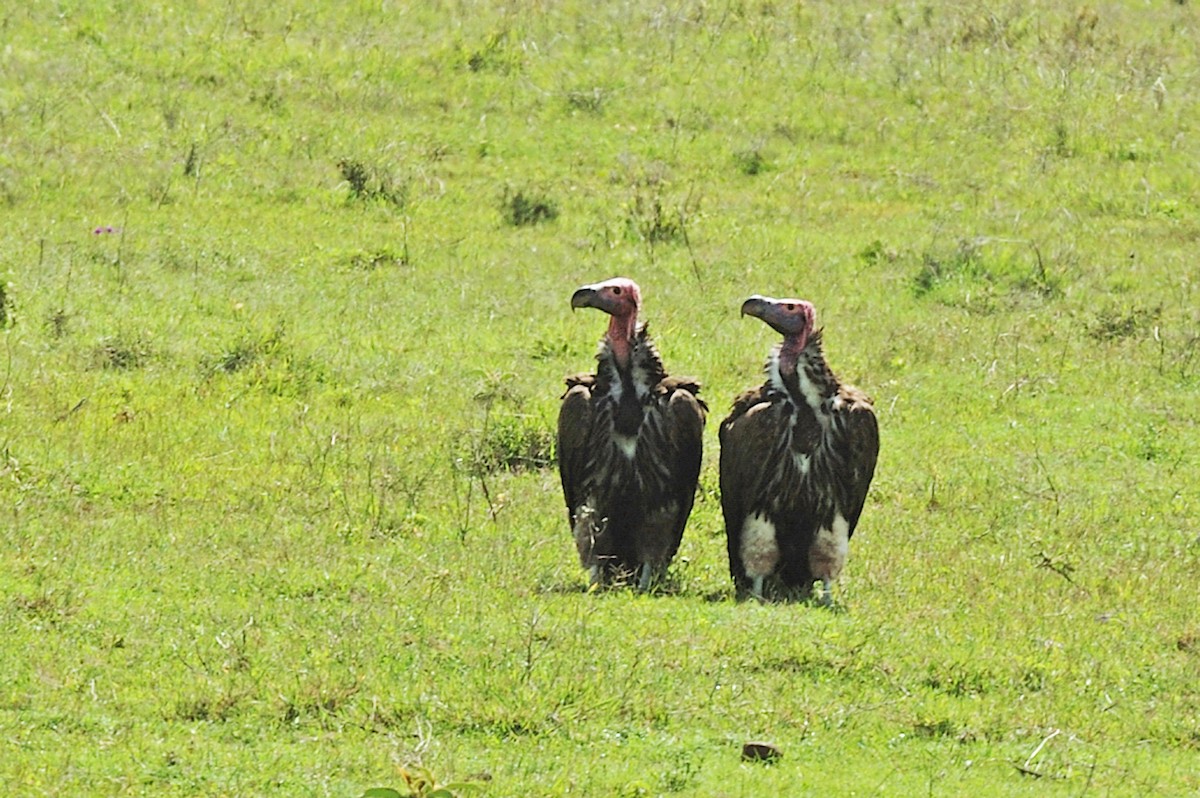 Lappet-faced Vulture - Marie O'Neill