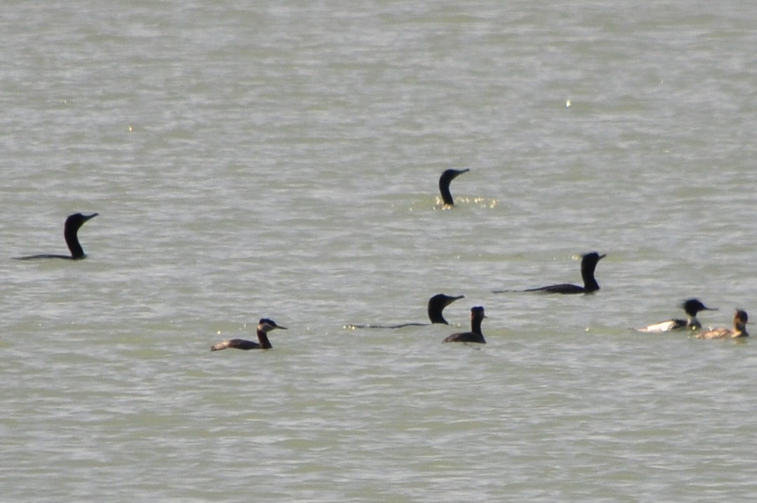 Red-necked Grebe - ML95476941