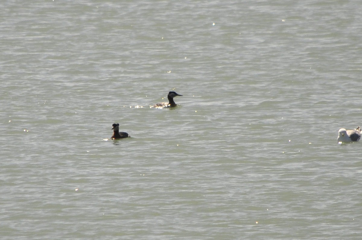 Red-necked Grebe - ML95476951