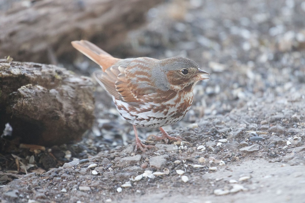 Fox Sparrow - ML95480321