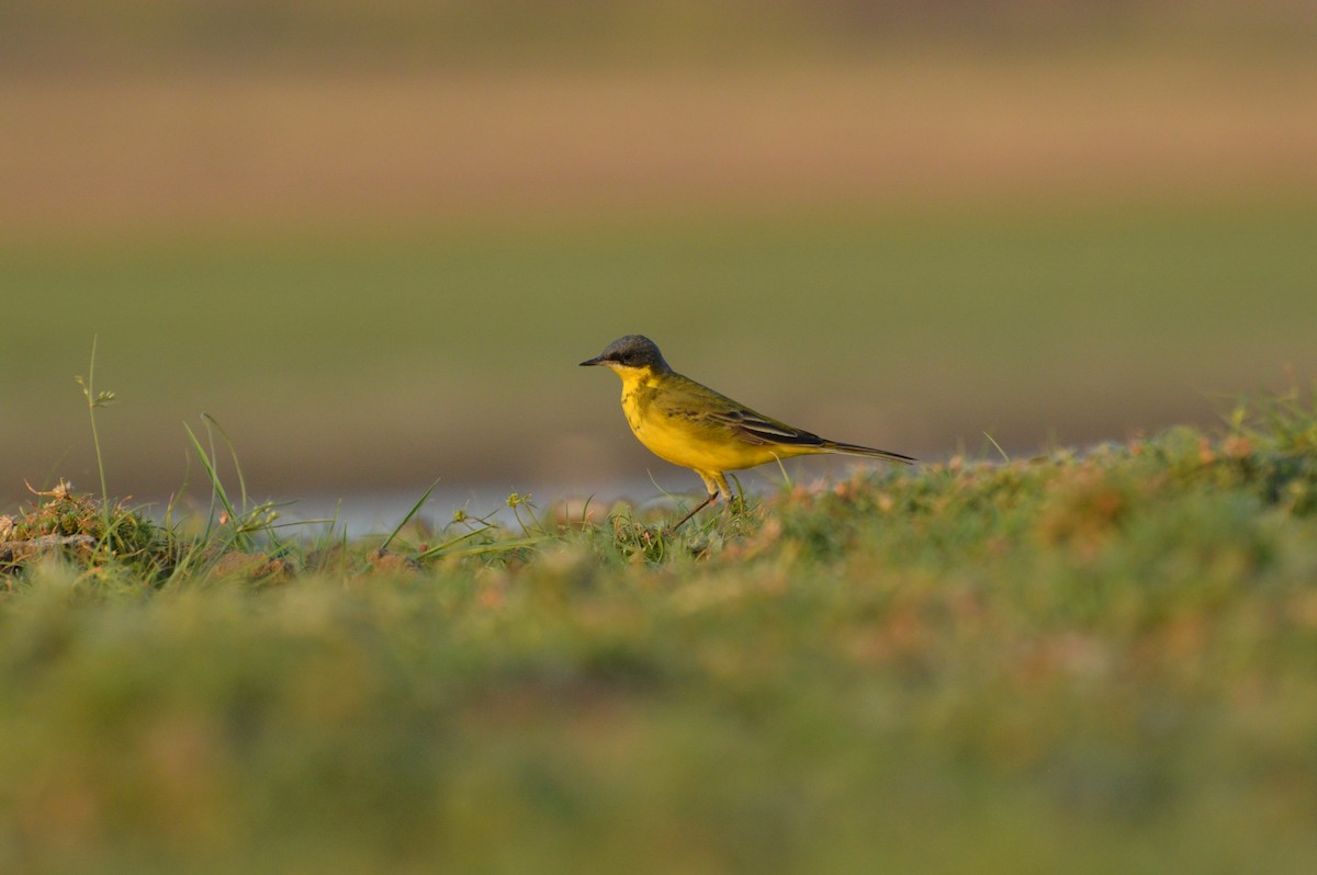 Western Yellow Wagtail - kiran more