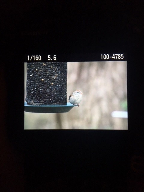 Field Sparrow - ML95481751