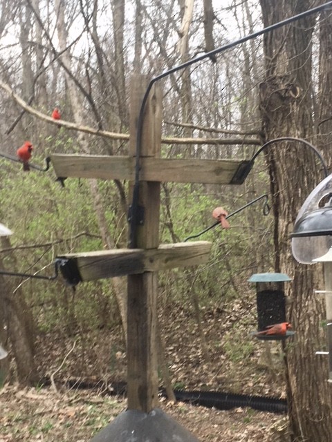 Northern Cardinal - ML95482471