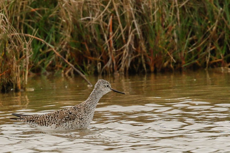 Lesser Yellowlegs - Dan Ellison