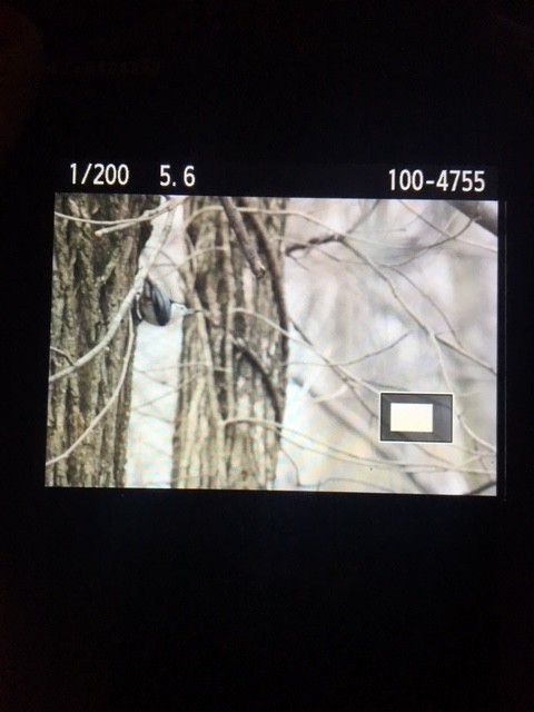 White-breasted Nuthatch - ML95484031