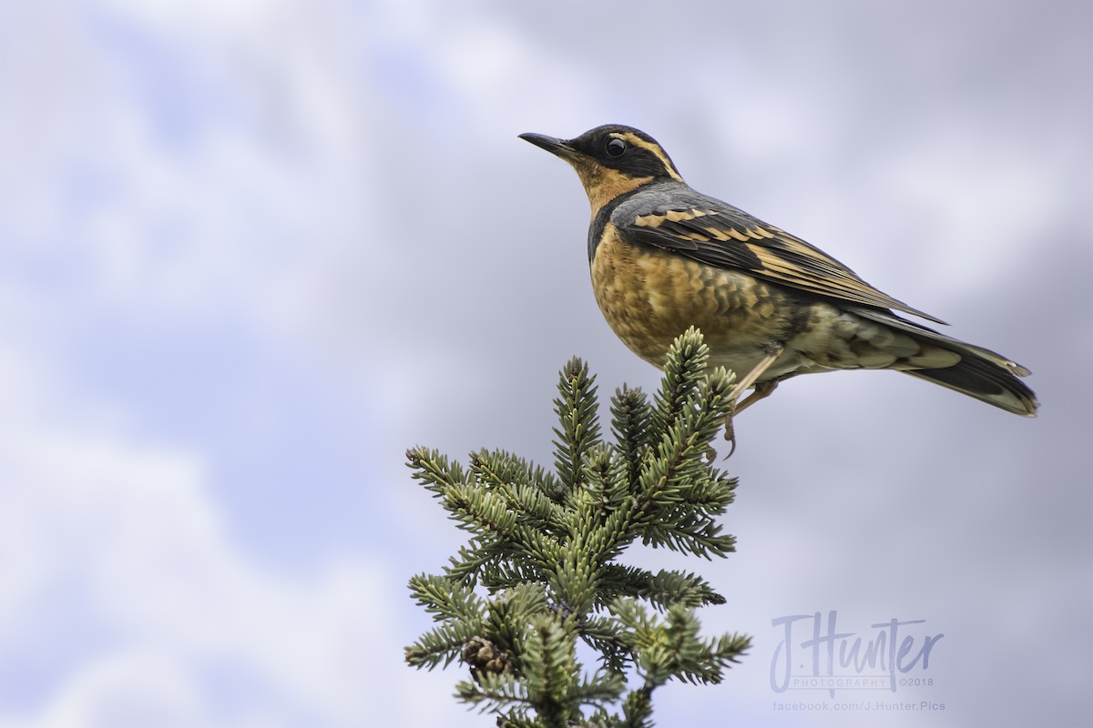 Varied Thrush - ML95485281