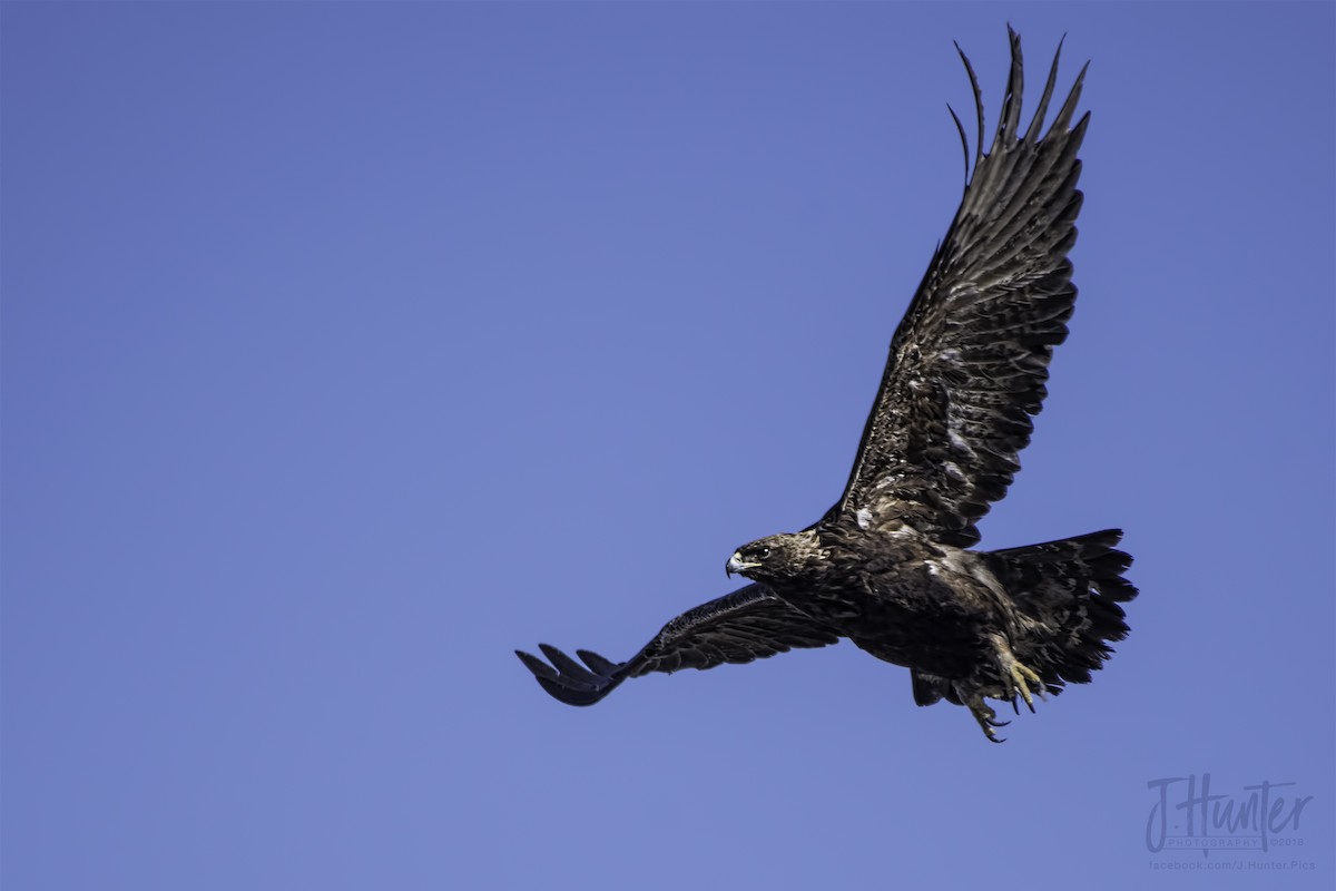 Golden Eagle - ML95485421