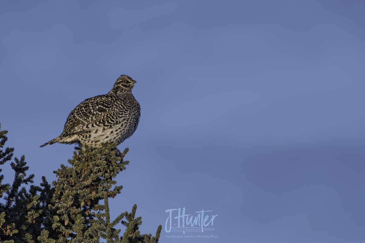 Sharp-tailed Grouse - ML95485951