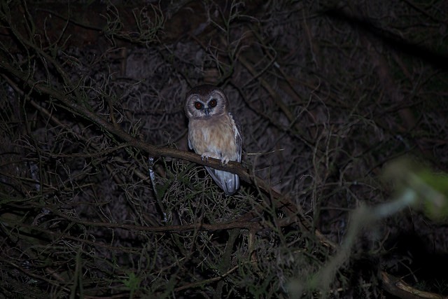 Unspotted Saw-whet Owl - ML95486011